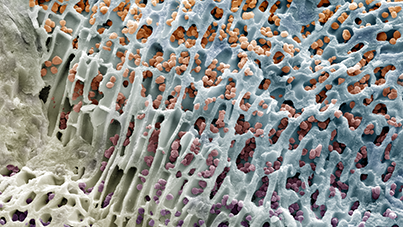 Button Image by Chris Schulbert and Sebastian Teichert